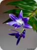 Den. victoria reginae Japan Select